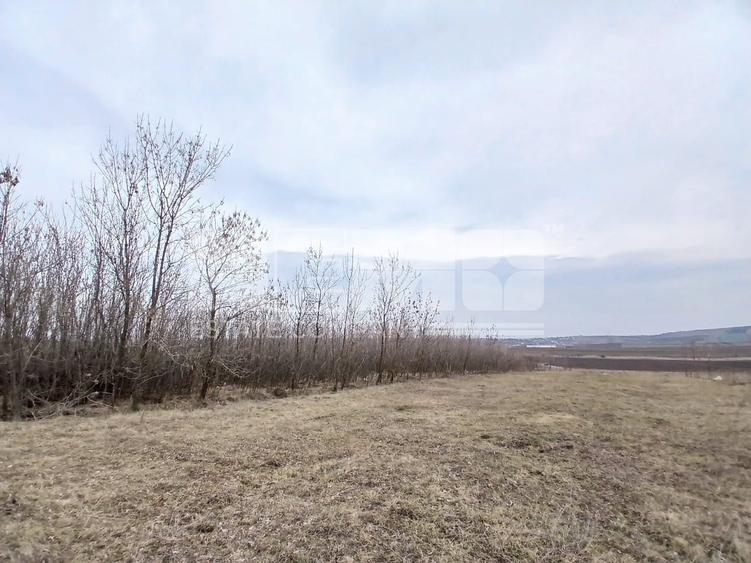 Teren Construcții intravilan de 6000 mp, în Cumpărătura