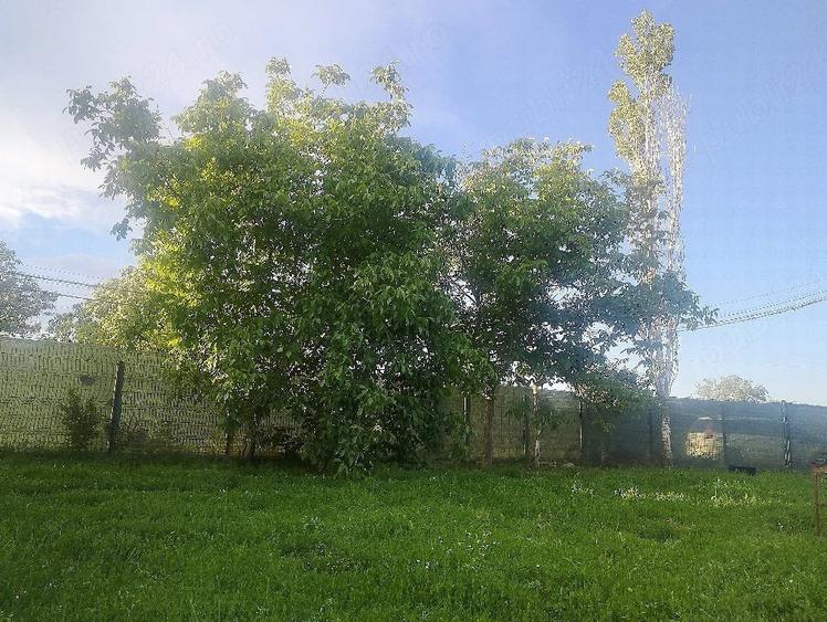 Teren de 2000 mp, în Curtișoara