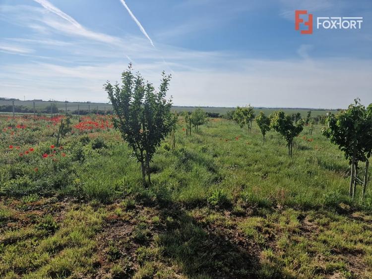 Teren agricol extravilan de 3500 mp, în Remetea Mare