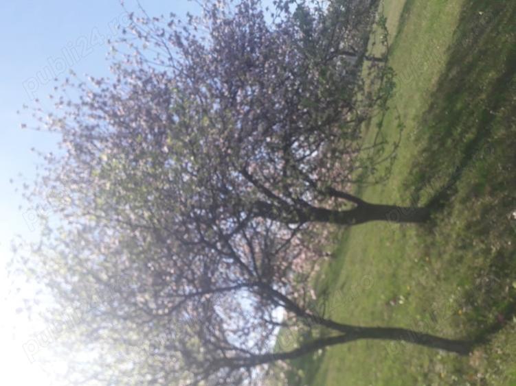 Casă în Aleșd