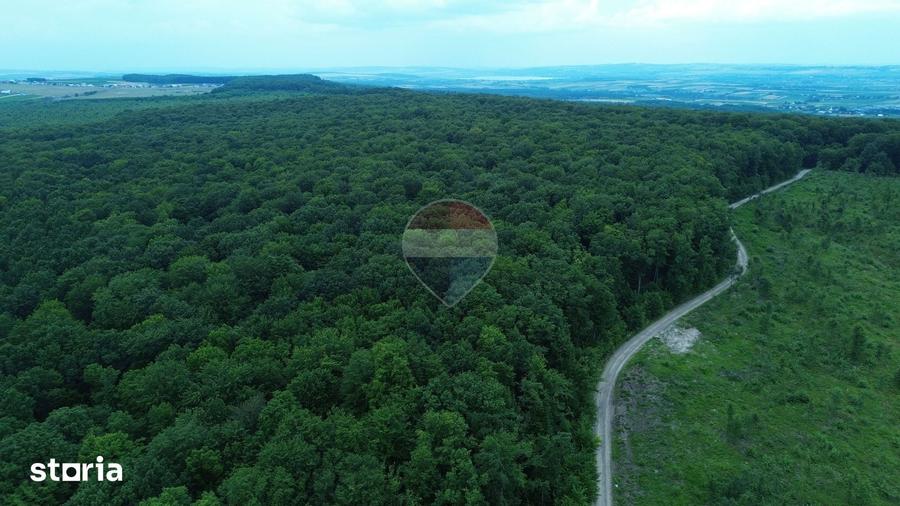 Teren de 447000 mp, în Șerbăuți
