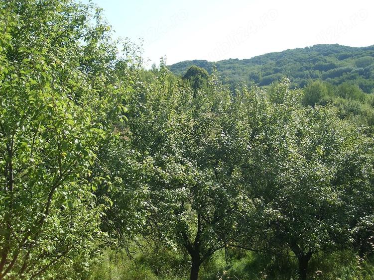 Teren de 5349 mp, în Vlădești