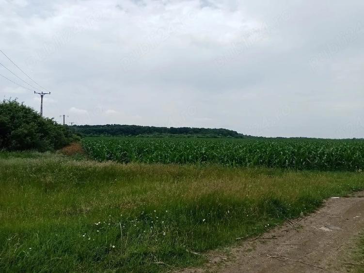 Teren de 1000 mp, în Ciorogârla