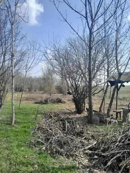 Teren de 5000 mp, în Albeni