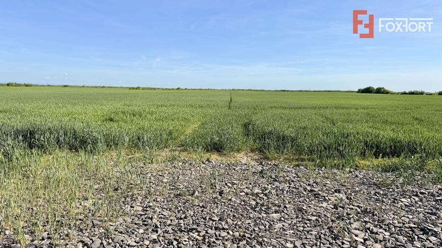 Teren intravilan de vanzare cu toate utilitatile - Bucovat - 3