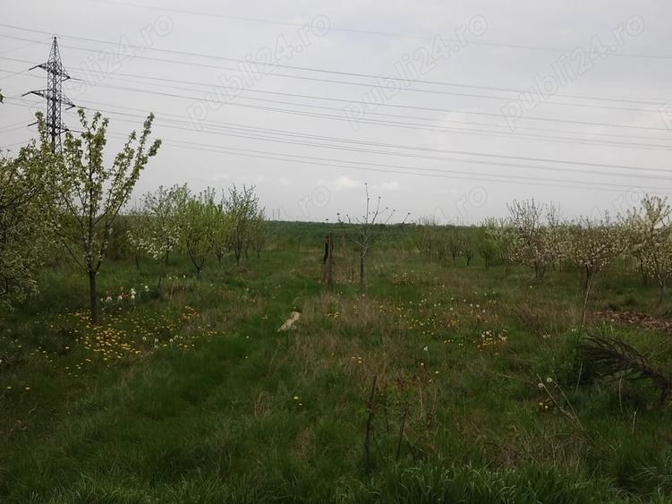 Teren de 3000 mp, în Milcov