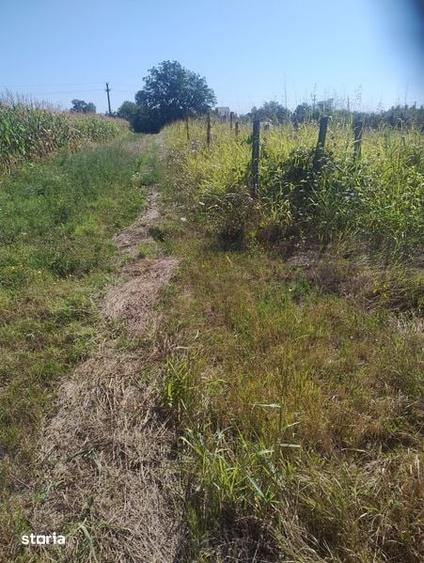 Teren de 2800 mp, în Slătioara