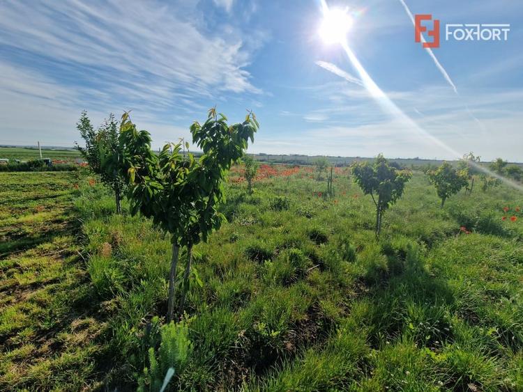 Teren agricol extravilan de 3500 mp, în Remetea Mare