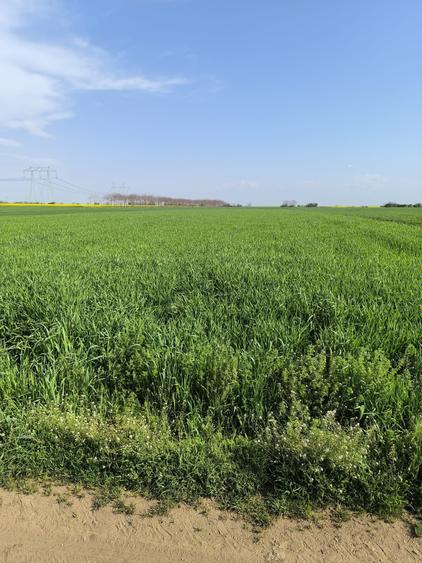 Teren Construcții intravilan de 5000 mp, în Frumușani
