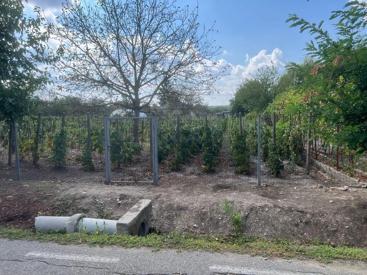 Teren Construcții intravilan de 736 mp, în Bistrița Nouă