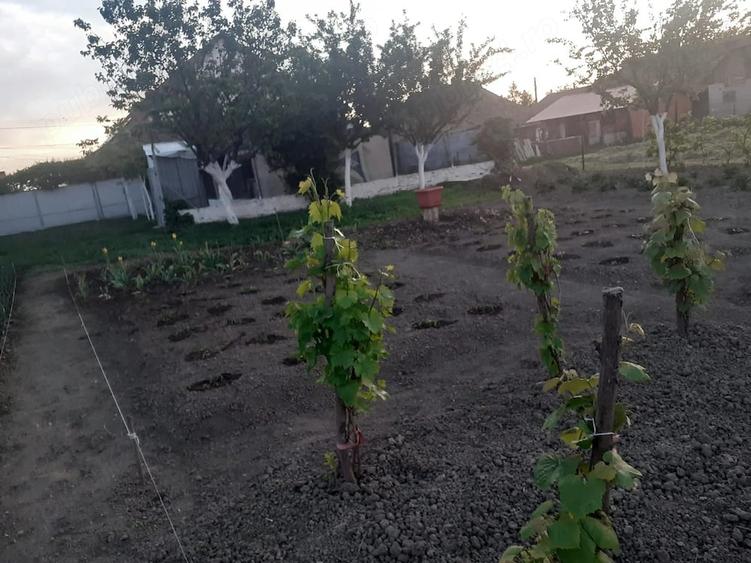 Casă cu 3 camere cu Teren 917 Mp în Iohanisfeld