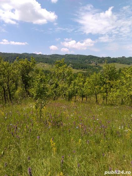 Teren de 3600 mp, în Aluniș