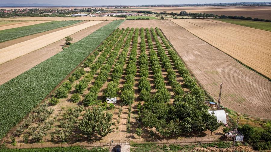 Teren agricol extravilan de 25000 mp, în Macea