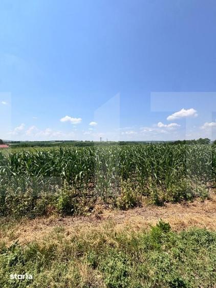 Teren de 5000 mp, în Leorda