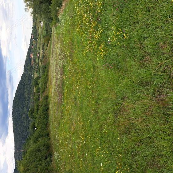 Teren de 7000 mp, în Almașu Sec