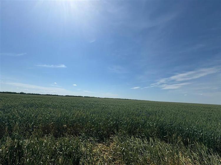 Teren Construcții intravilan de 1200 mp, în Nojorid
