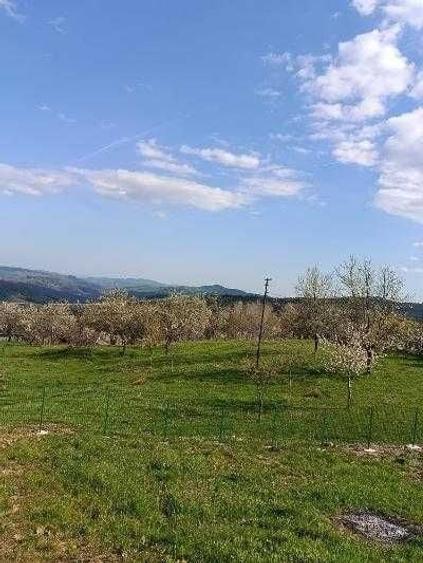 Teren de 2000 mp, în Talea