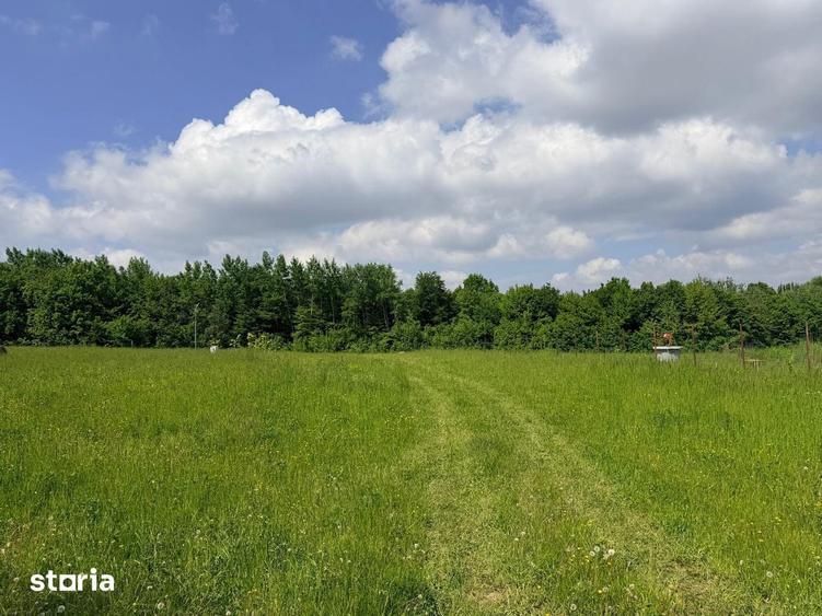Teren de 2500 mp, în Dărmănești