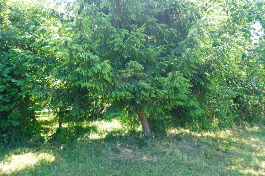 Casă cu 2 camere cu Teren 1958 Mp în Tisa