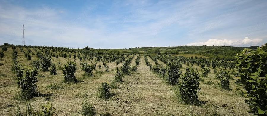 Teren de 29000 mp, în Cozla