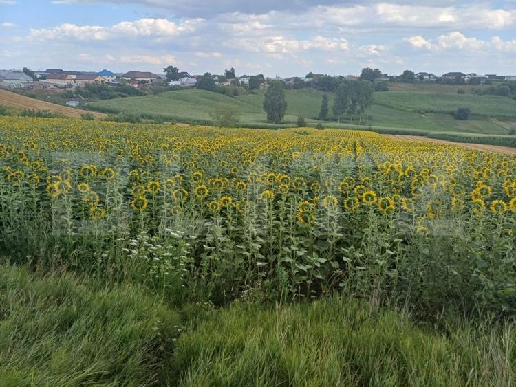 Teren Construcții intravilan de 2000 mp, în Sud-Vest