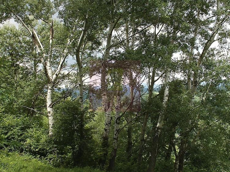 Teren de 3092 mp, în Telega