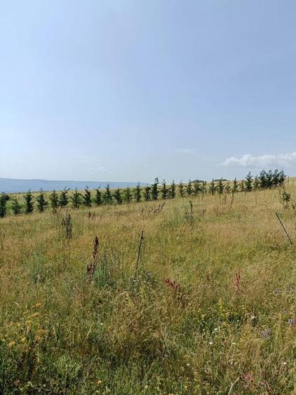 Teren agricol extravilan de 581 mp, în Exterior Nord