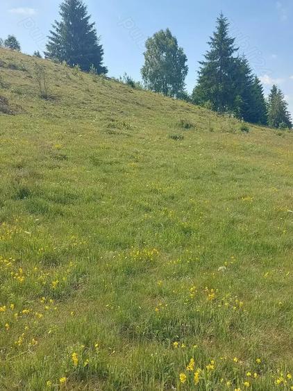 Teren de 7000 mp, în Horea