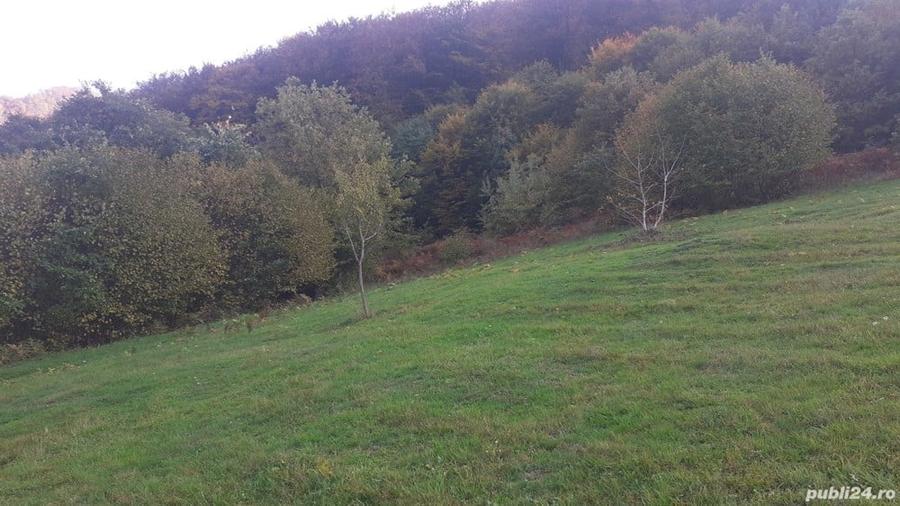 Teren de 3300 mp, în Dobra