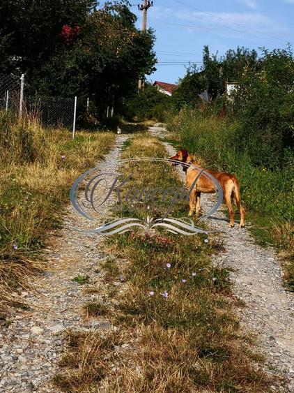 Teren Construcții intravilan de 773 mp, în Ciurila