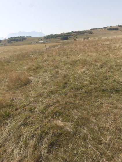 Teren Codlea Brasov - 14