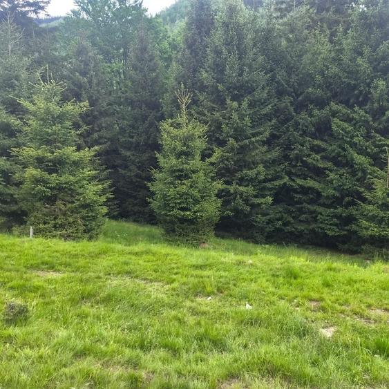 Teren de 300 mp, în Brădățel