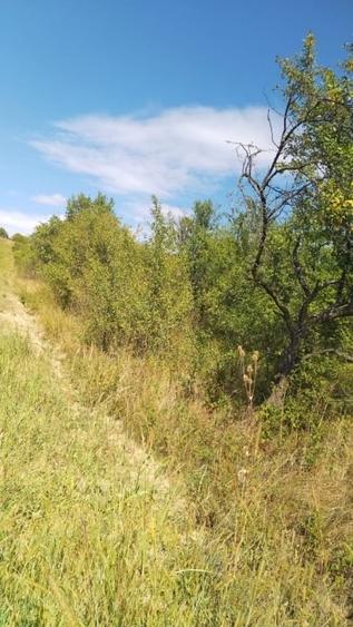 Teren Construcții intravilan de 4424 mp, în Călinești-Oaș