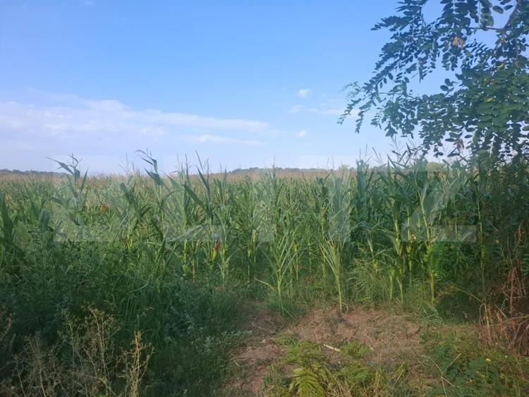 Teren Construcții intravilan de 2800 mp, în Gura Foii