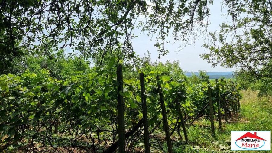 Casă individuală cu 2 camere cu Teren 8052 Mp în Viile Satu Mare