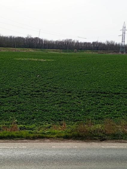 Teren Construcții intravilan de 5000 mp, în Pieții