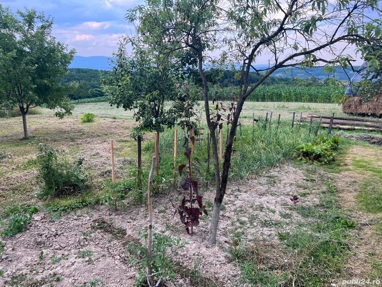 Teren de 1600 mp, în Cuied