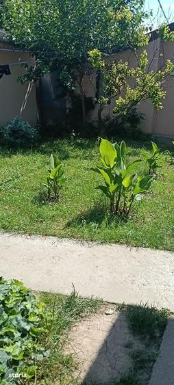 Apartament doua camere/padurea Andronache - 10