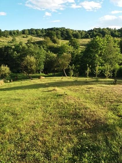 Teren extravilan de 3000 mp, în Cosmina de Sus
