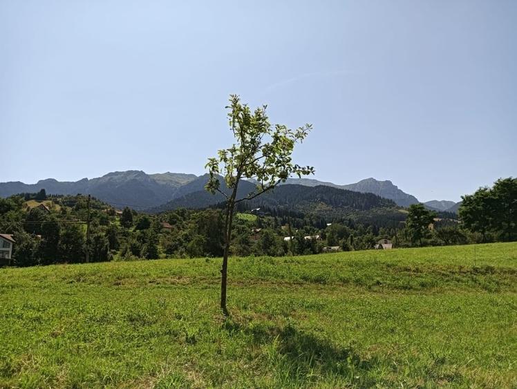 Teren Construcții intravilan de 3981 mp, în Bran