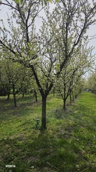 Teren de 1400 mp, în Bujac