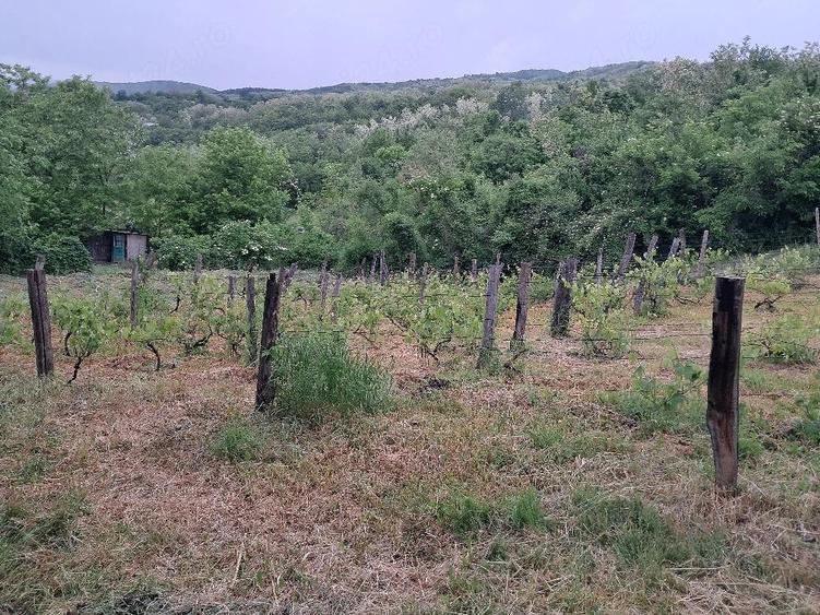 Casă cu Teren 2500 Mp în Gura Văii