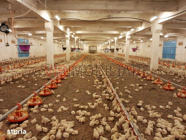 Ferma avicola populata, aparoape de Oradea - 5