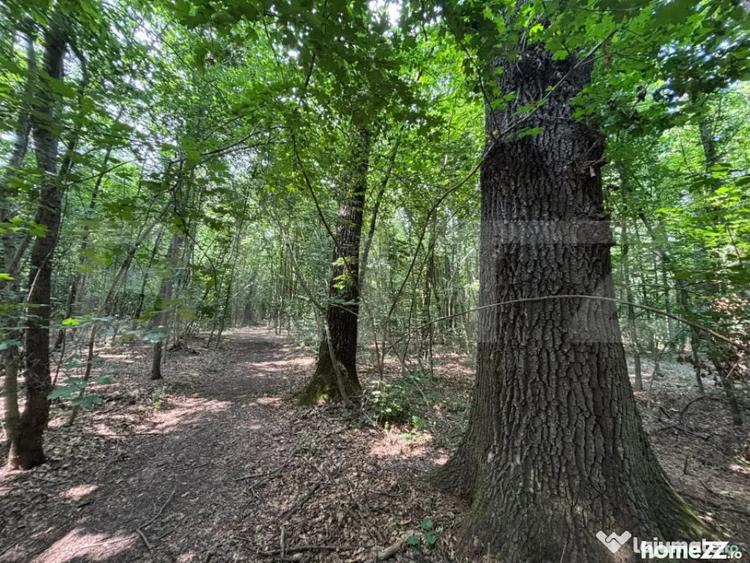 Padure de vanzare, 27.133 mp, zona Cazaci - Cazaci (Dambovita) - 2