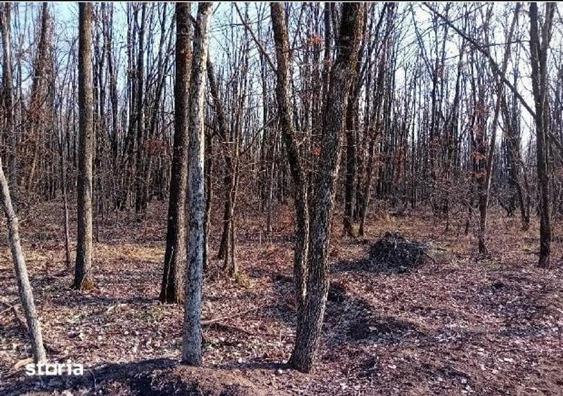 Teren de 5000 mp, în Lunca