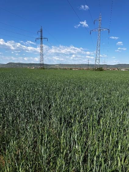 Teren agricol extravilan de 5001 mp, în Șimian