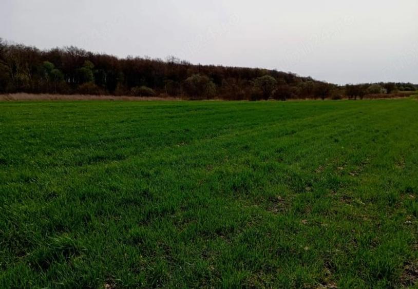 Teren de 10000 mp, în Umbrărești
