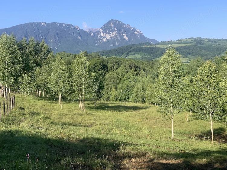 Teren de 4069 mp, în Poiana Mărului