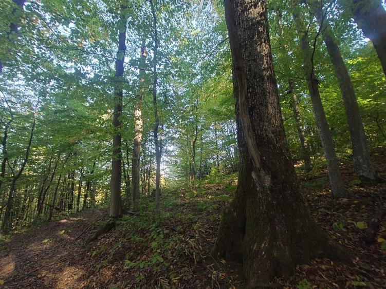 Teren extravilan de 36748 mp, în Căzănești