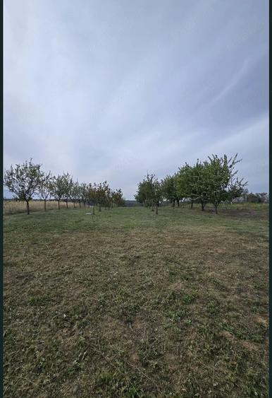 Teren de 1500 mp, în Cordău